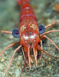 Macro of a Shrimp on a night dive, taken with Canon 20D a... by Terry Moore 